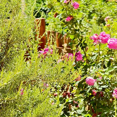 Apartament Spacious & Cozy Apartment, With Big Yard, In *